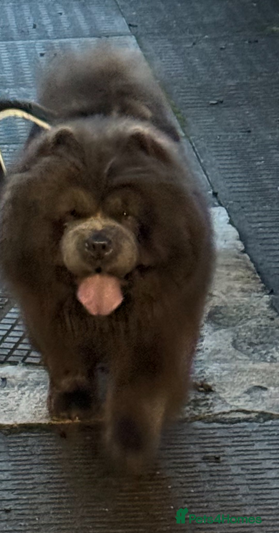 Chow Chow dogs for sale: Chow chow  - Advert 1