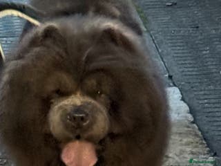 Chow Chow dogs Chow chow / please no time wasters. - Advert 12