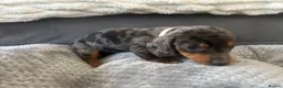 Miniature Dachshund dogs for sale: Miniature Daschund Pups for loving homes - Advert 28