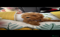 Poodle dogs for sale: Toy poodle puppies for sale  - Image 19