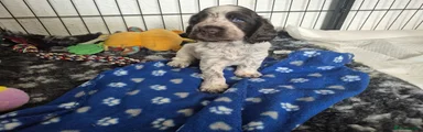Cocker Spaniel 1