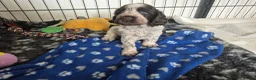 Cocker Spaniel dogs for sale: Show cocker spaniel  - Advert 3