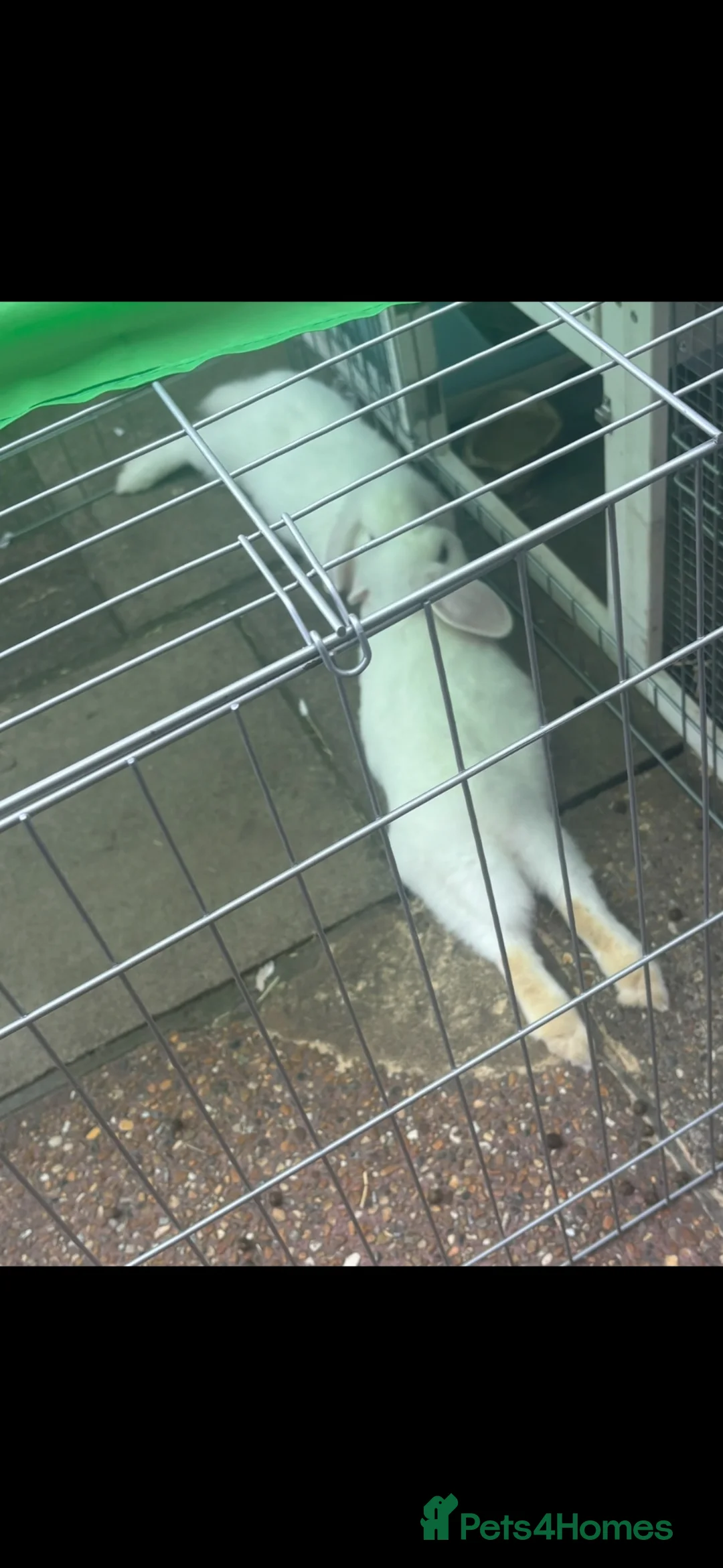 English Lop rabbits for sale: English blue eyed Lop - Advert 5