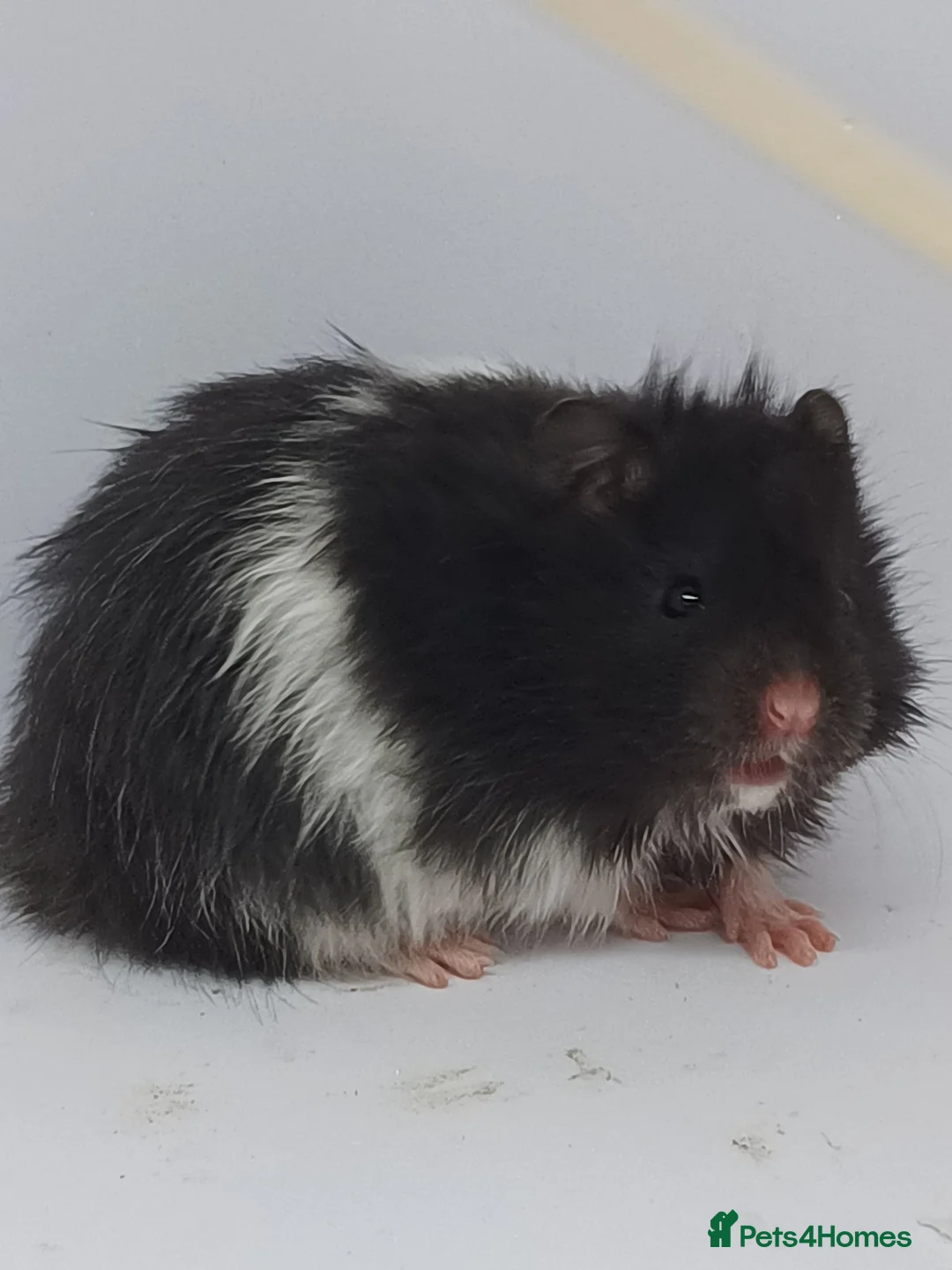 Hamster rodents for sale: ❤❤❤  BABY SYRIAN HAMSTERS ❤❤❤ in Bristol - Advert 2