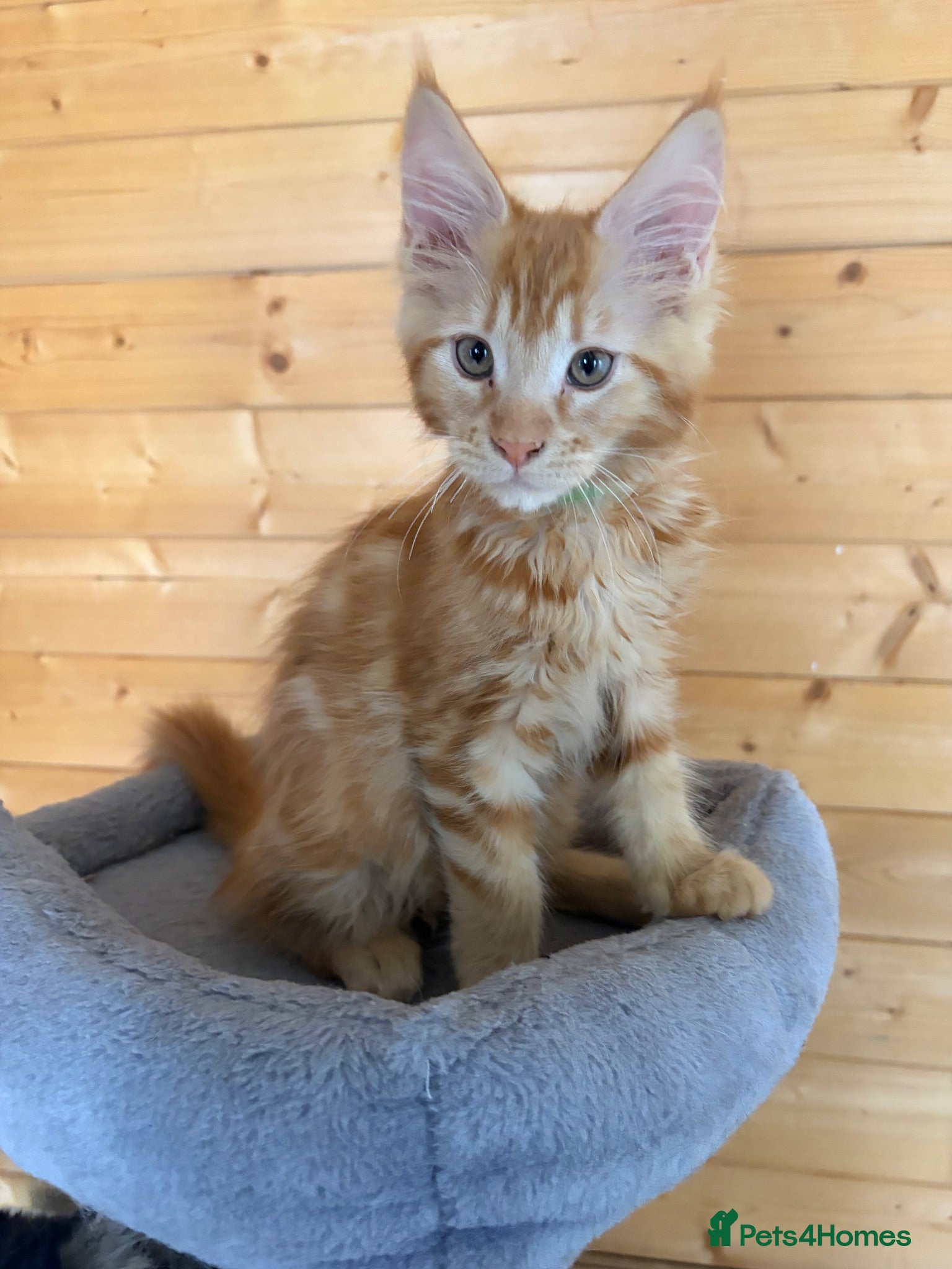 Maine Coon cats GCCF Registered beautiful kittens ❤️ - Advert 1