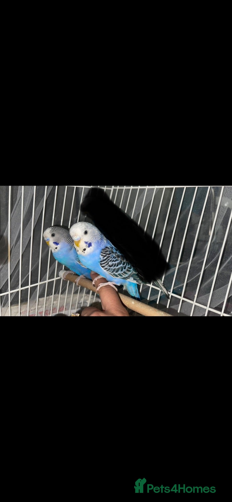 Budgerigars birds Blue budgie birds - Advert 5