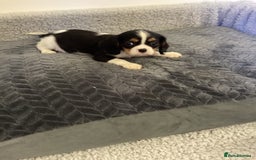 Cavalier King Charles Spaniel dogs for sale: Cavalier King Charles  - Image 11