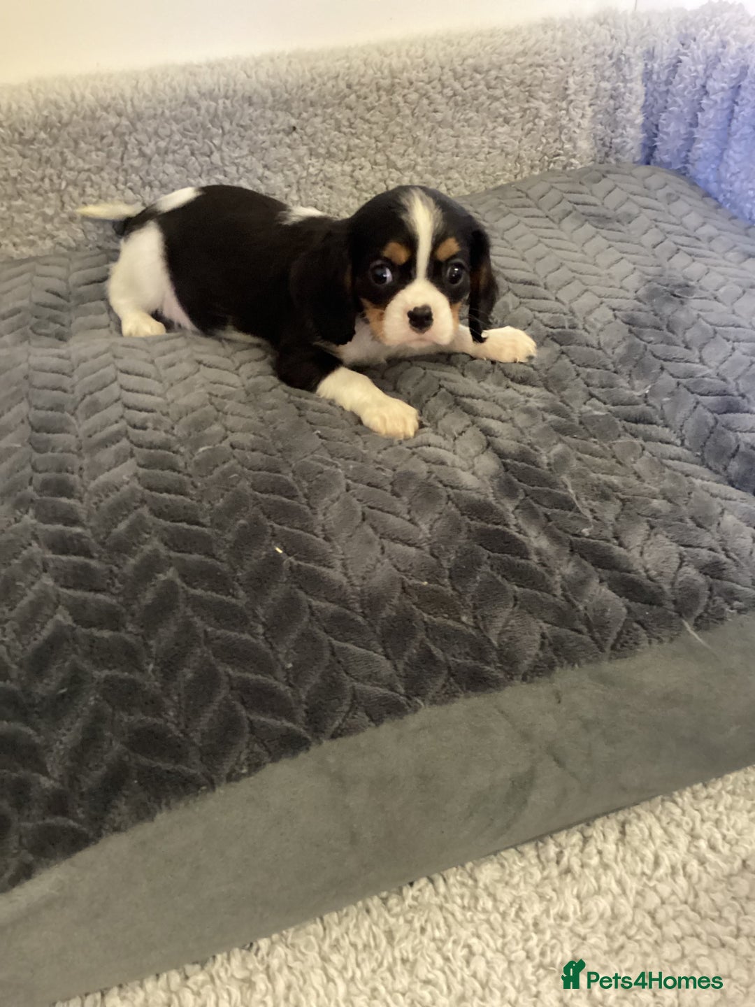 Cavalier King Charles Spaniel dogs for sale: Cavalier King Charles  - Image 11