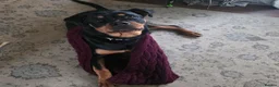 Rottweiler dogs for sale: Beautiful 8 month old Rottweiler  - Advert 6