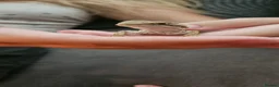 Bearded Dragon reptiles for sale: Baby bearded dragons citrus cross - Advert 10