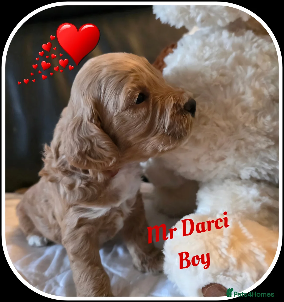 Cockapoo dogs for sale: Adorable Cockerpoo Teddy Bears - Advert 18