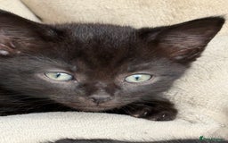 Mixed Breed cats for sale: Friendly kittens ready now ❤️ - Image 3