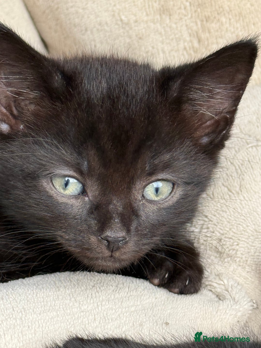 Mixed Breed cats for sale: Friendly kittens ready now ❤️ - Image 3