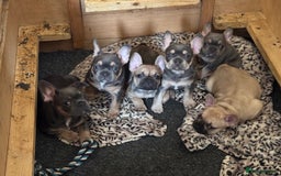 French Bulldog dogs for sale: French bulldogs Liliac tans and fawns  - Image 5