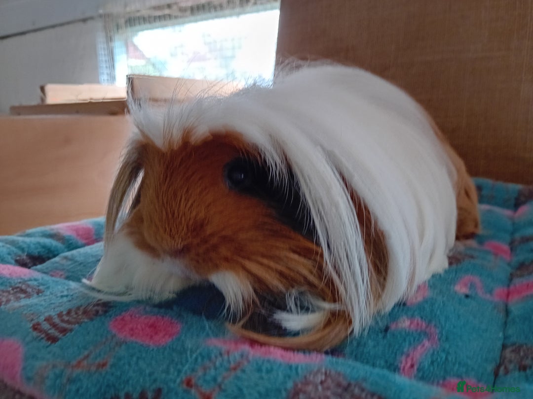 Guinea Pig rodents for sale: Baby Boars Different Breeds/Young Adult Sheltie in Swadlincote - Image 10