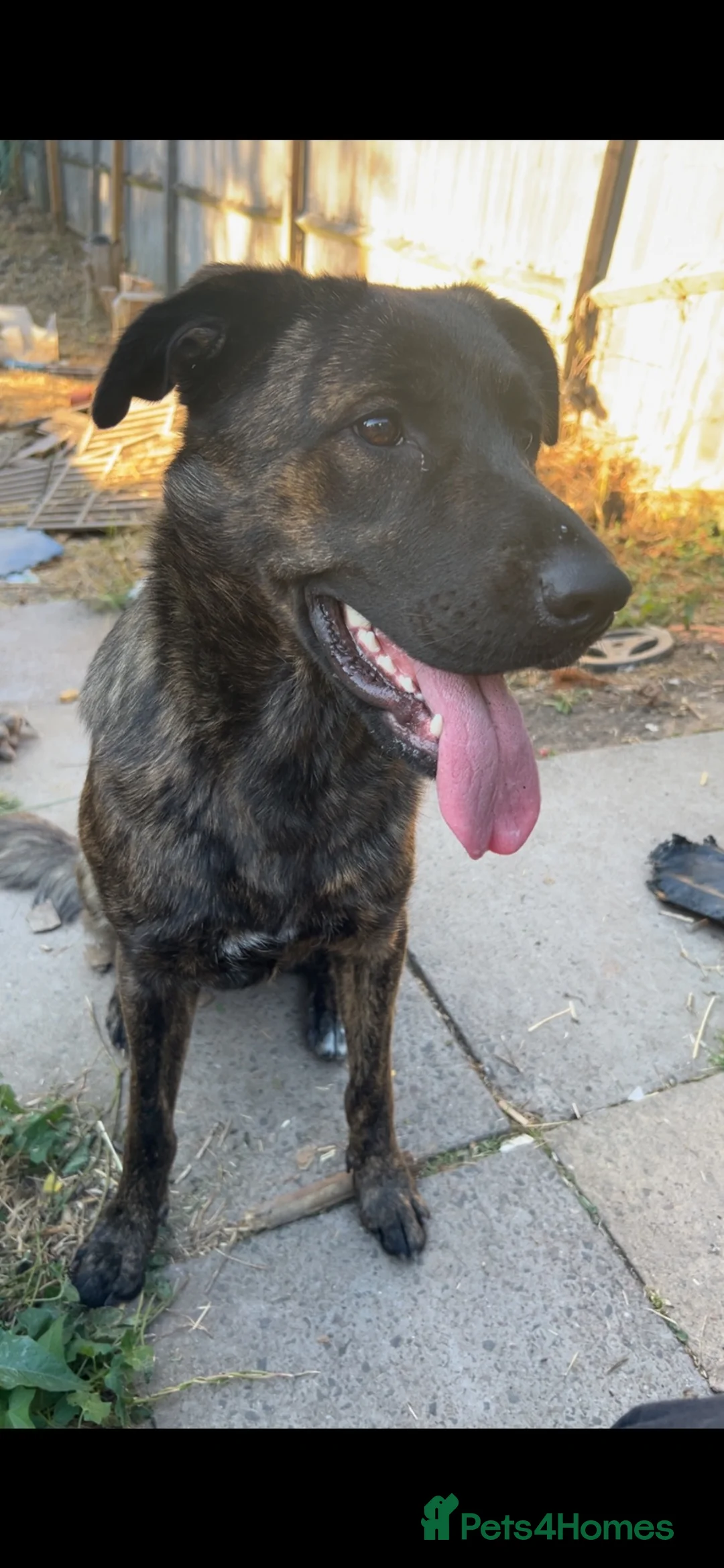Mixed Breed dogs for sale: Gsd x cane corso female rehoming - Advert 2