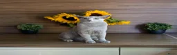 Russian Blue cats for sale: Young Russian Blues - Advert 9