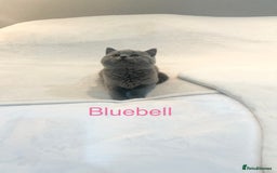 British Shorthair cats for sale: GCCF Registered British Shorthair Girl - Image 9