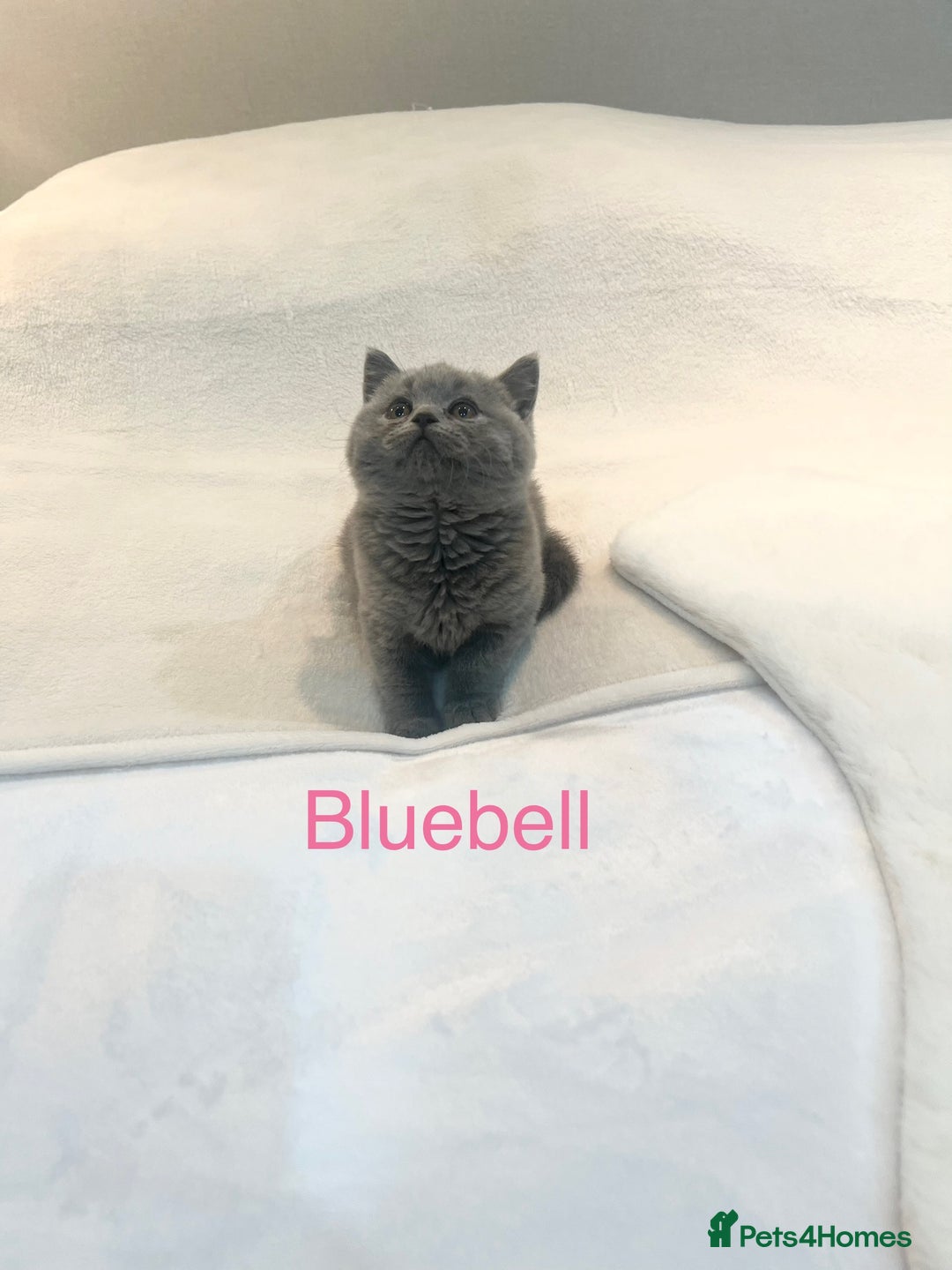 British Shorthair cats for sale: GCCF Registered British Shorthair Girl - Image 9