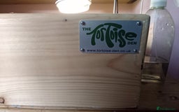 Hermann Tortoise reptiles for sale: Western Hermann Dwarf tortoise - Image 4