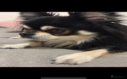 Chihuahua dogs for stud: Long Haired Black and Tan Chihuahua For Stud - Image 1