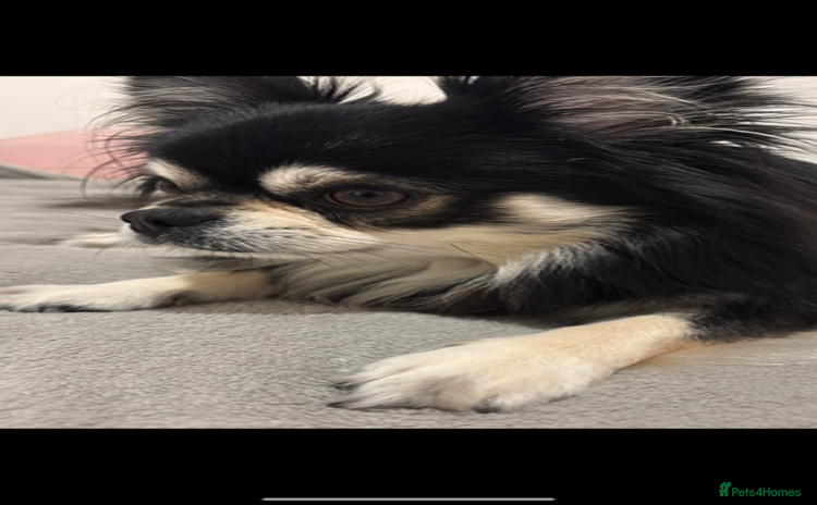 Chihuahua dogs - Advert 2
