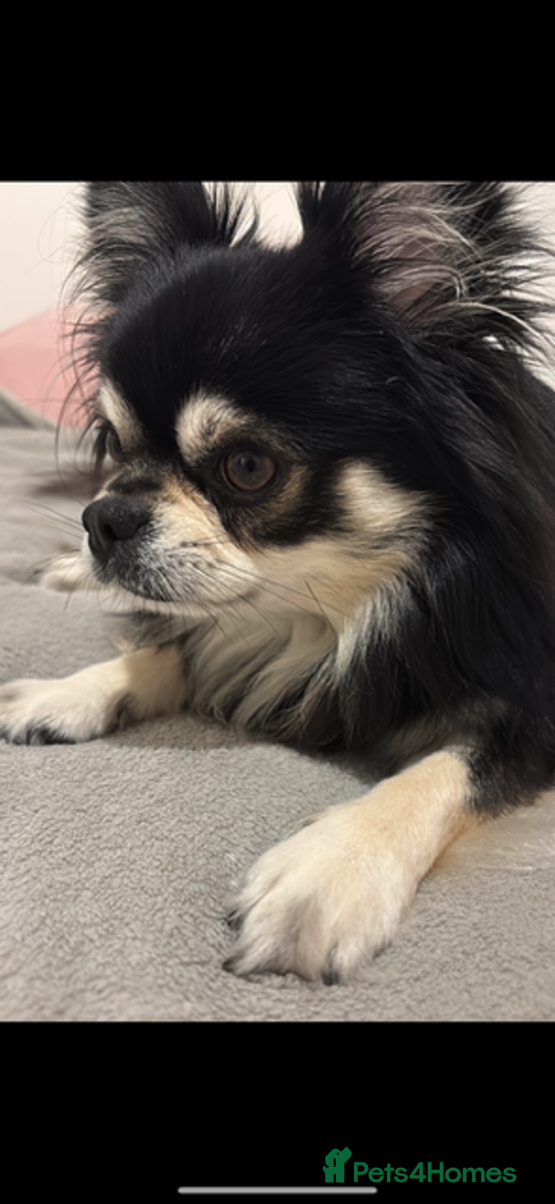 Chihuahua dogs for stud: Long Haired Black and Tan Chihuahua For Stud - Image 1