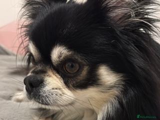 Chihuahua dogs - Advert 13