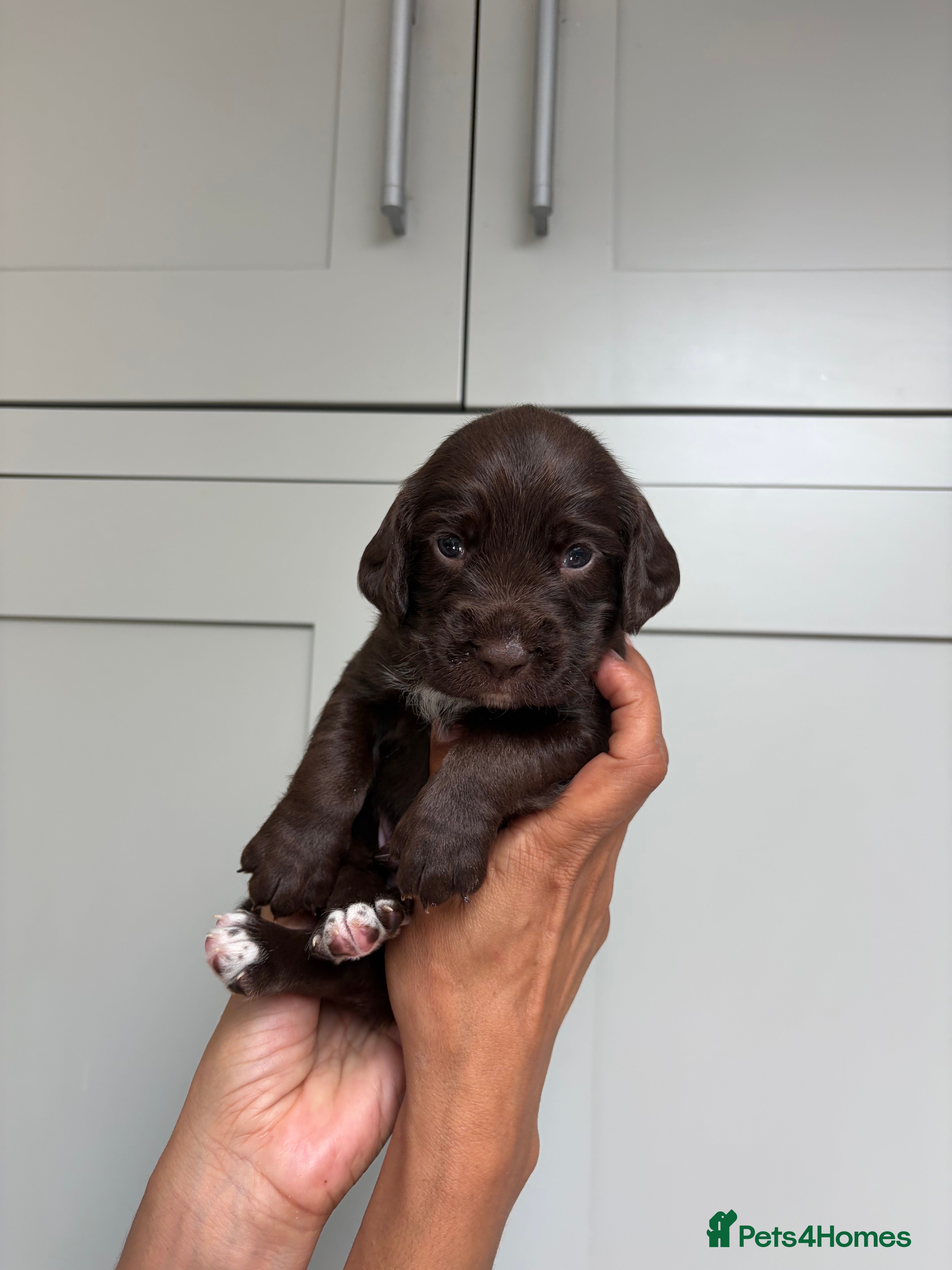 Cocker Spaniel dogs Most gorgeous Chocolate Working Cocker Spaniels - Advert 2