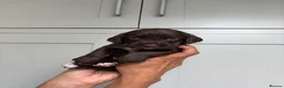 Cocker Spaniel dogs for sale: Most gorgeous Chocolate Working Cocker Spaniels - Advert 3
