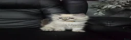 Persian cats for sale: Persain chinchilla blue eyes colourpoint kittens   - Advert 12