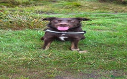 Borador dogs for stud: Borador for Stud - Image 4