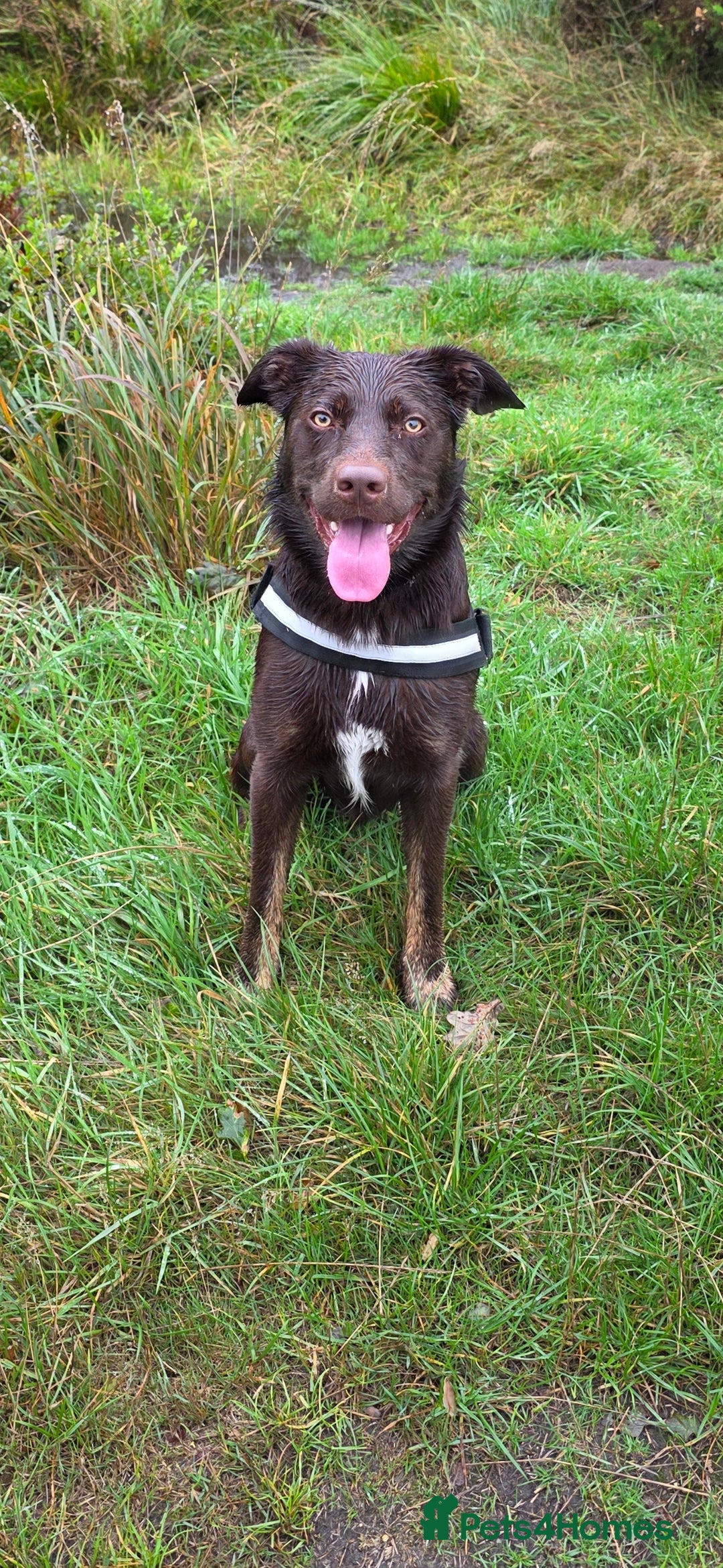 Borador dogs for stud: Borador for Stud - Image 4