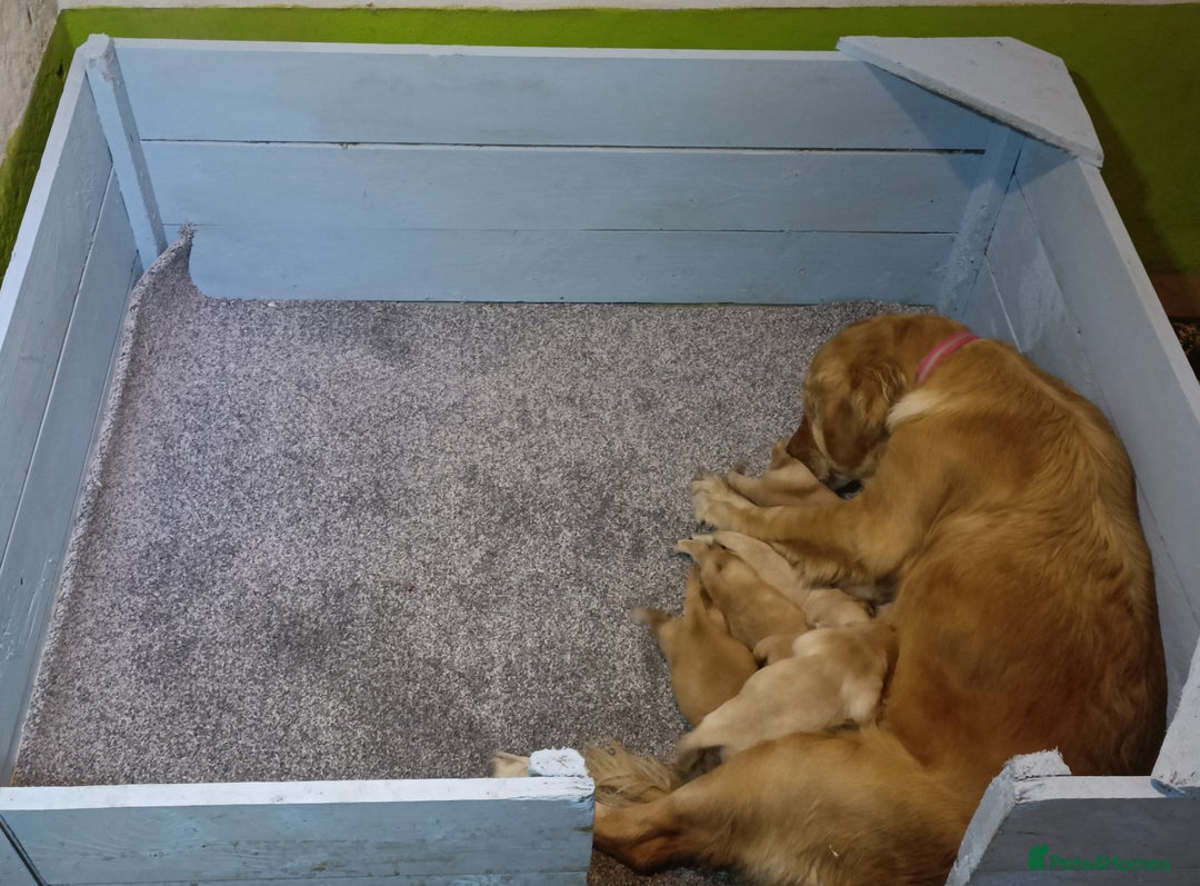 Golden Retriever dogs for sale: Gorgeous Golden Retriever Pups - Fox red  - Image 4