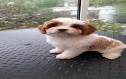 Miniature Poodle dogs for stud: Proven apricot miniature poodle in Sutton Coldfield - Image 13