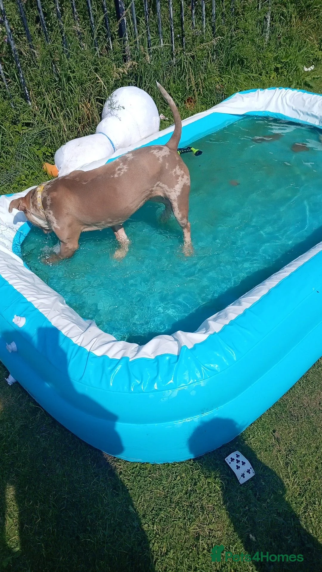 Mixed Breed dogs for sale: 1 year old staffie cross  in Glasgow - Advert 2