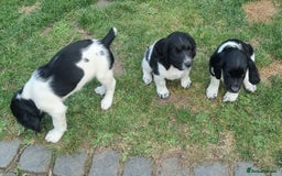 English Springer Spaniel dogs for sale: springer spaniel puppies - Image 4