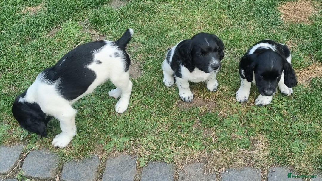 English Springer Spaniel dogs for sale: springer spaniel puppies - Image 4
