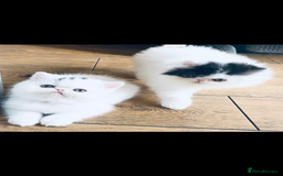 Exotic cats for sale: (Rare odd eye bicolours)🏆Exceptional. - Image 12