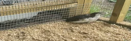 Quail poultry for sale: Trios of Quail - Advert 6