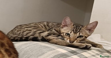 Bengal cats - Advert 9
