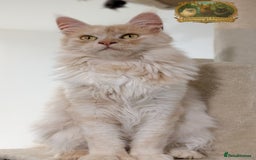 Maine Coon cats for stud: High Red Smoke 66/66 Polydactyl Champion Lines - Advert 11