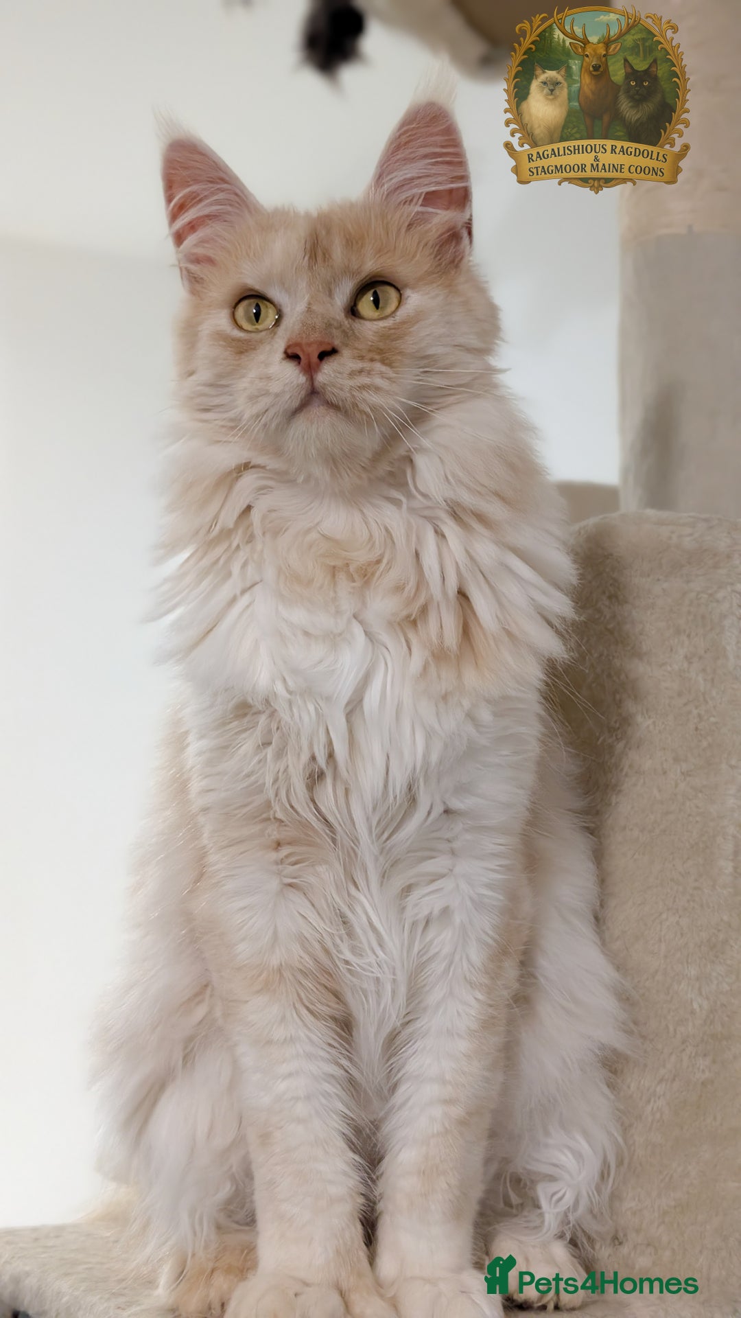 Maine Coon cats for stud: High Red Smoke 66/66 Polydactyl Champion Lines - Advert 11