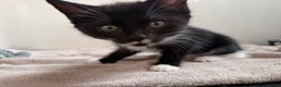 Mixed Breed cats for sale: 3 beautiful kittens ready for adventure  in Harwich - Advert 9