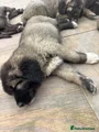 Caucasian Shepherd Dog red aka sock