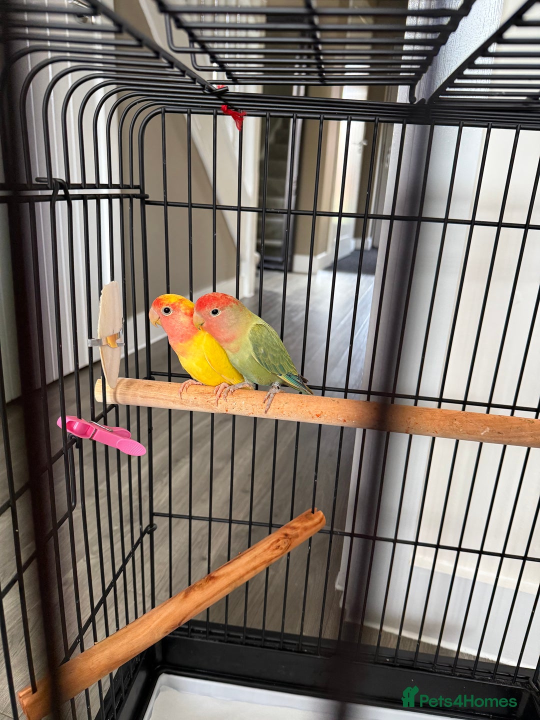 Lovebirds birds for sale: Parrots lovebirds  - Image 2