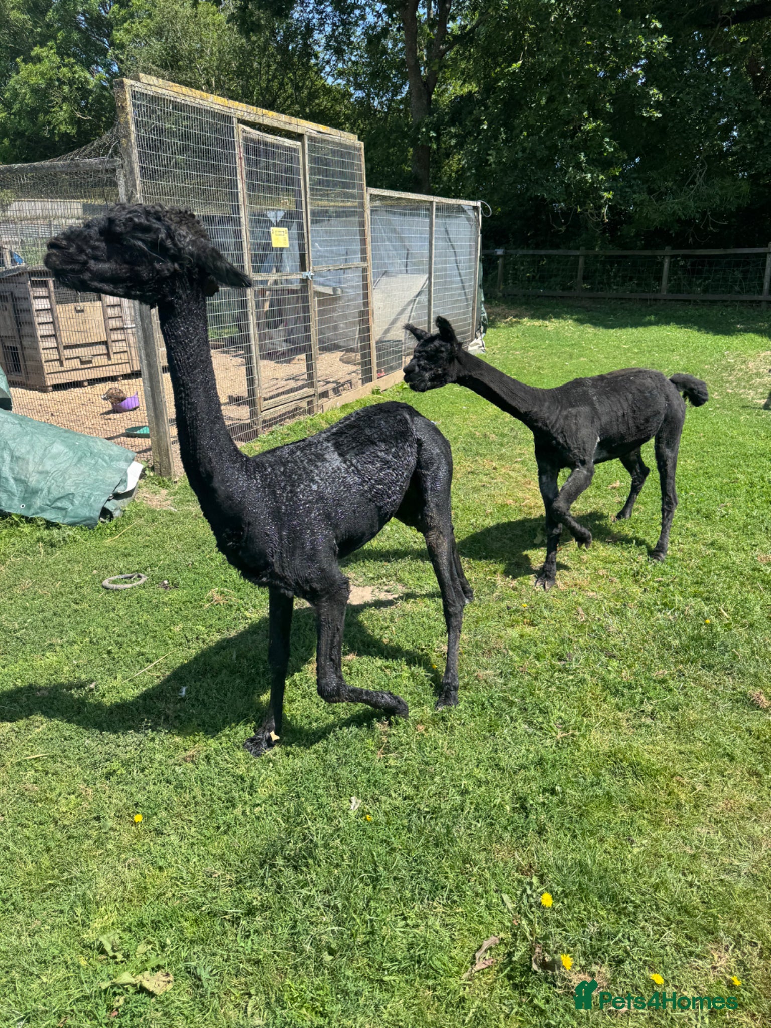 Alpaca livestock 2 alpacas for sale black - Advert 9