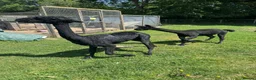 Alpaca livestock for sale: 2 alpacas for sale black - Advert 1