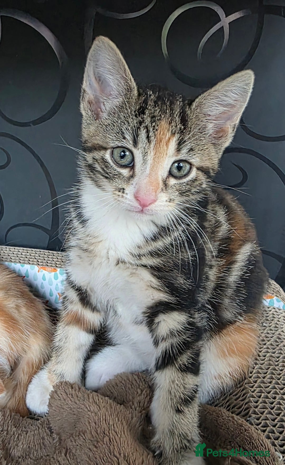 British Shorthair cats for sale: Rare ginger females. 1 male. British shorthair - Advert 1