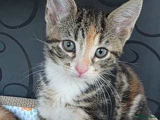 British Shorthair cats Rare ginger females. 1 male. British shorthair - Advert 6